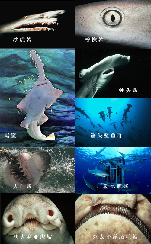 透过镜头近观鲨鱼:大白鲨最致命