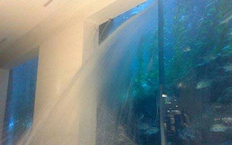 全球最大水族馆爆裂 迪拜商场紧急疏散