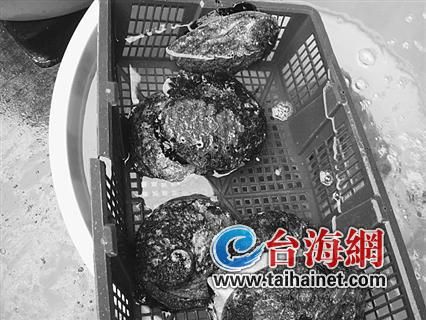 特大鲍鱼