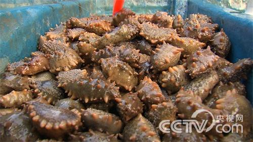[致富经]吃苦吃出来的财富