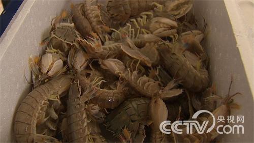 [致富经]吃苦吃出来的财富