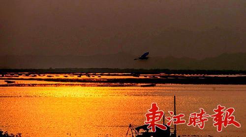 泛舟考洲洋上，海面开阔，围网等养殖设施消失，海水流动快，红树林里鹭鸟纷飞。考洲洋治理为我市海洋保护与开发提供了一个借鉴。 《东江时报》记者 周楠 摄
