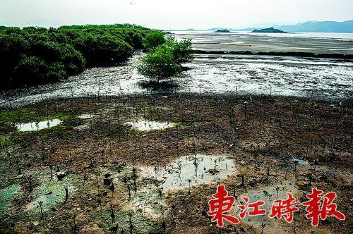 种植红树林治滩涂。 《东江时报》记者周楠 摄
