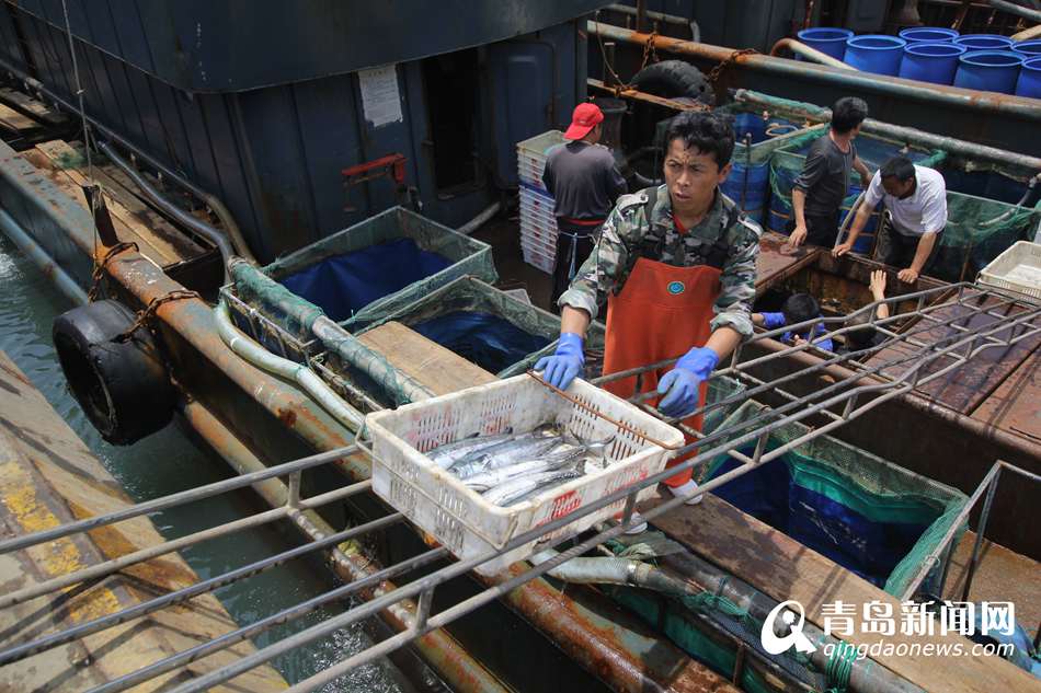 高清:青岛休渔期临近 本地小海鲜上岸即被抢光