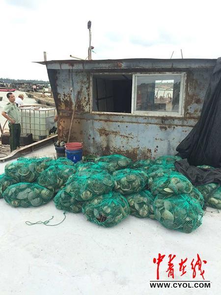 千余只活化石“中华鲎”在广西被解救 放归大海